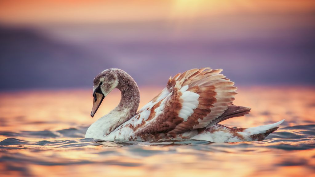 Juvenile mute swan in sea at sunset, Varna, Bulgaria