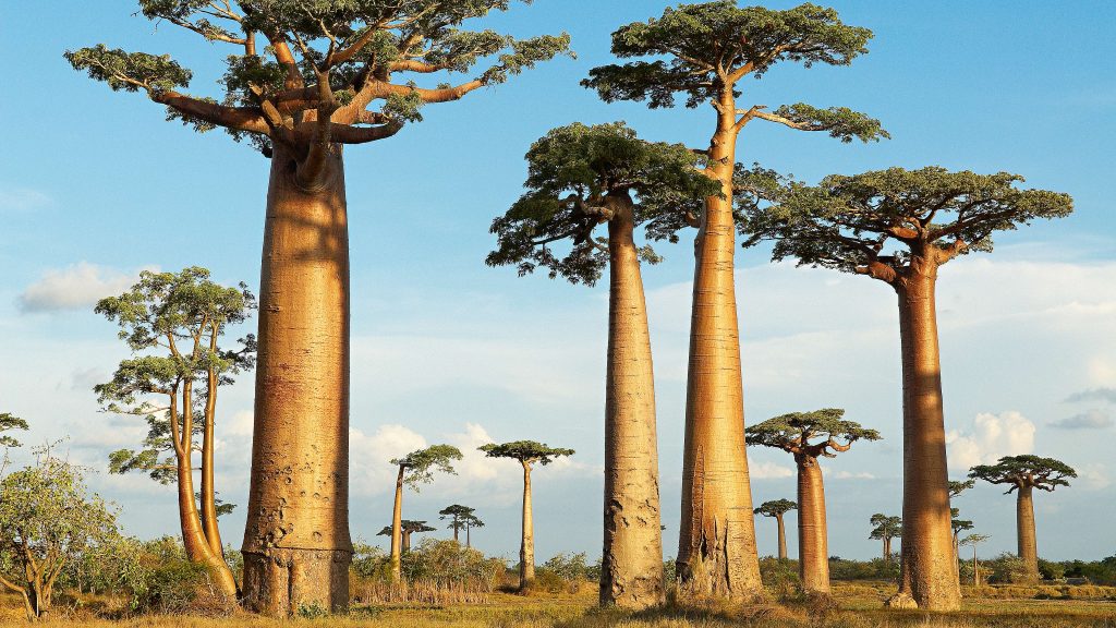 Avenue of the Baobab trees, Morondava, Madagascar