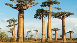 Read more about the article Avenue of the Baobab trees, Morondava, Madagascar