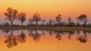 Read more about the article Moremi Game Reserve at sunrise, Okavango River Delta, Botswana