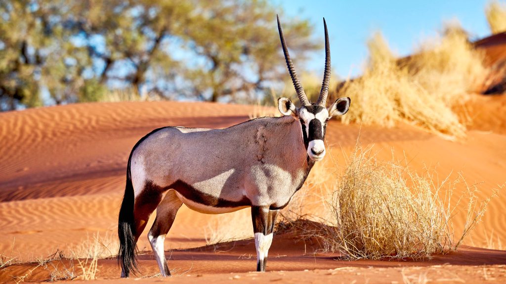 Gemsbok (Oryx gazella) antelope in Namib-Naukluft National Park, Namibia