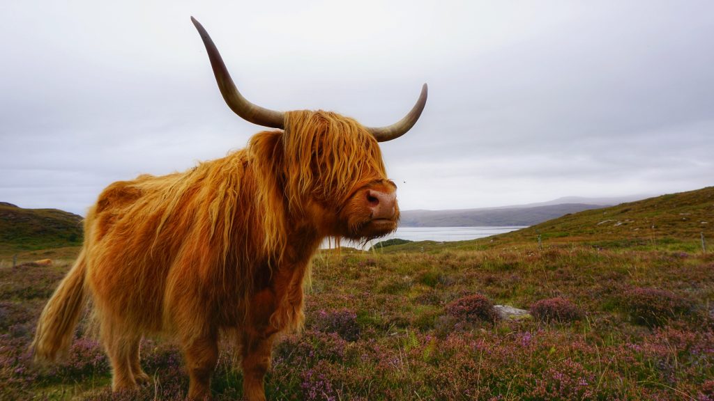 Highland cattle in Scotland, UK