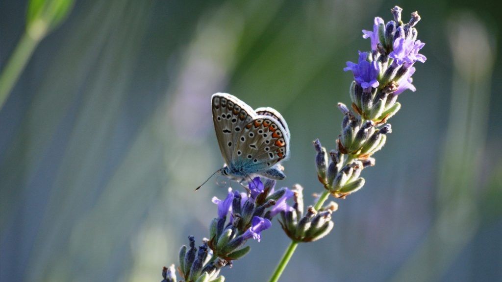 Common blue butterfly on a purple lavender flower