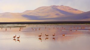 Read more about the article Andean flamingos, Laguna Colorada, Altiplano Atacama Desert, Bolivia