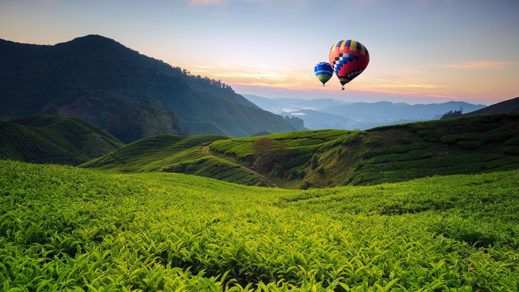 Hot air balloons over tea valley with sunrise, Cameron Highlands, Pahang, Malaysia