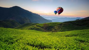 Read more about the article Hot air balloons over tea valley with sunrise, Cameron Highlands, Pahang, Malaysia