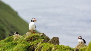 Read more about the article Atlantic puffins  on a cliff in Faroe Islands