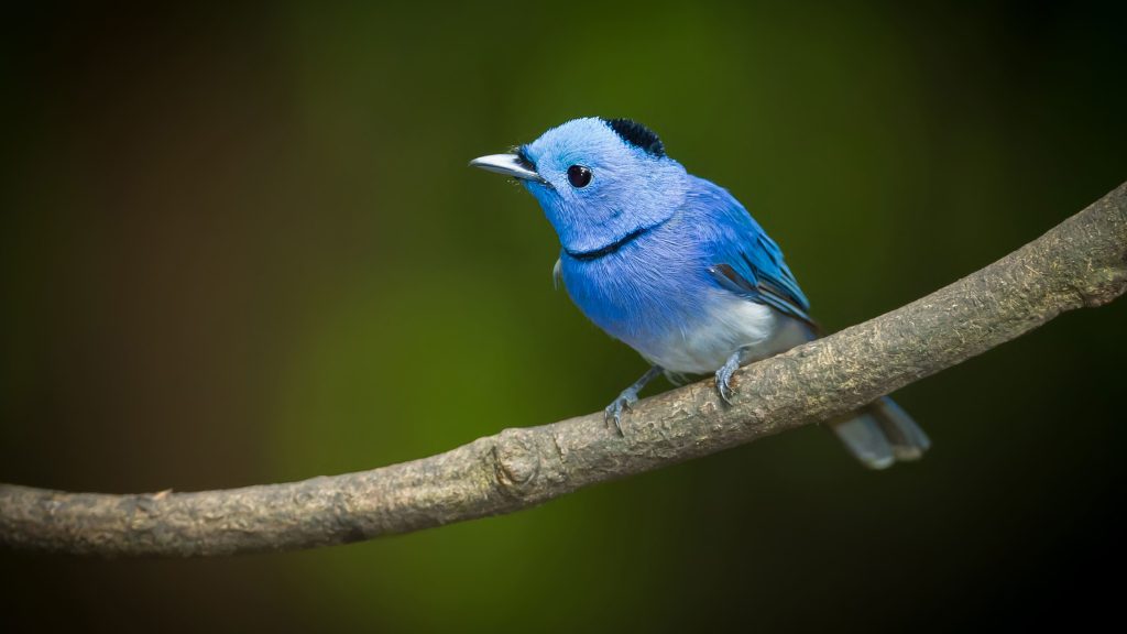 Male Black-naped Monarch (Hypothymis azurea) on a branch, Thailand