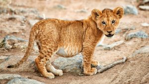 Read more about the article Lion cub in Serengeti National Park, Tanzania
