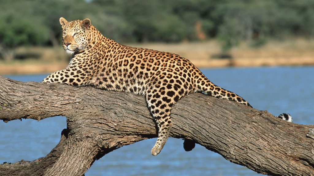 Leopard in AfriCat Foundation, Okonjima Nature Reserve, Namibia