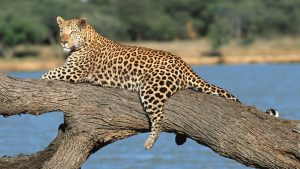 Read more about the article Leopard in AfriCat Foundation, Okonjima Nature Reserve, Namibia