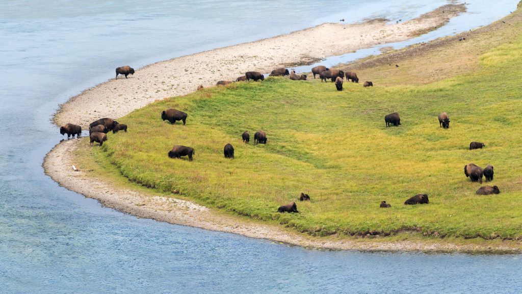 American bison (buffalo) herd aerial view, Yellowstone National Park, Wyoming, USA