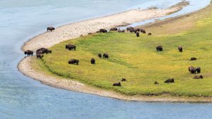 Read more about the article American bison (buffalo) herd aerial view, Yellowstone National Park, Wyoming, USA