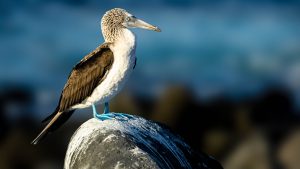 Read more about the article Blue-footed booby on a rock in the Galapagos, Ecuador