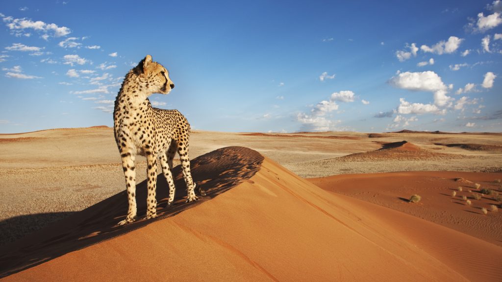 Cheetah on a sand dune with desert landscape, Namibia
