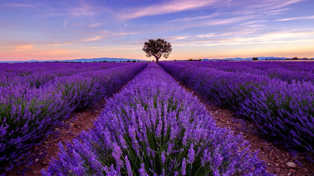 Tree in lavender field at sunrise in Provence, France