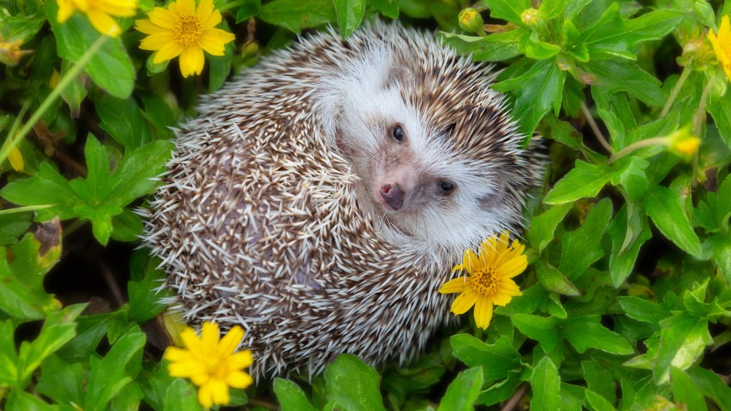 European hedgehog in flower garden