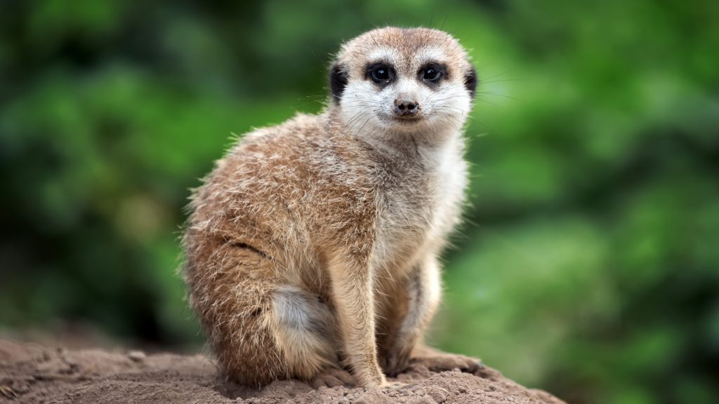 Meerkat (Suricata suricatta) or suricate standing, South Africa