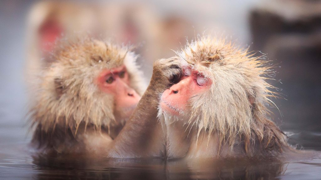 Japanese macaques snow monkeys in Jigokudani Monkey Park, Nagano, Chūbu, Japan