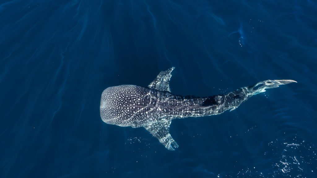 Whale shark from above near Exmouth, Ningaloo Reef, Western Australia