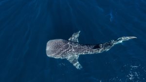 Read more about the article Whale shark from above near Exmouth, Ningaloo Reef, Western Australia