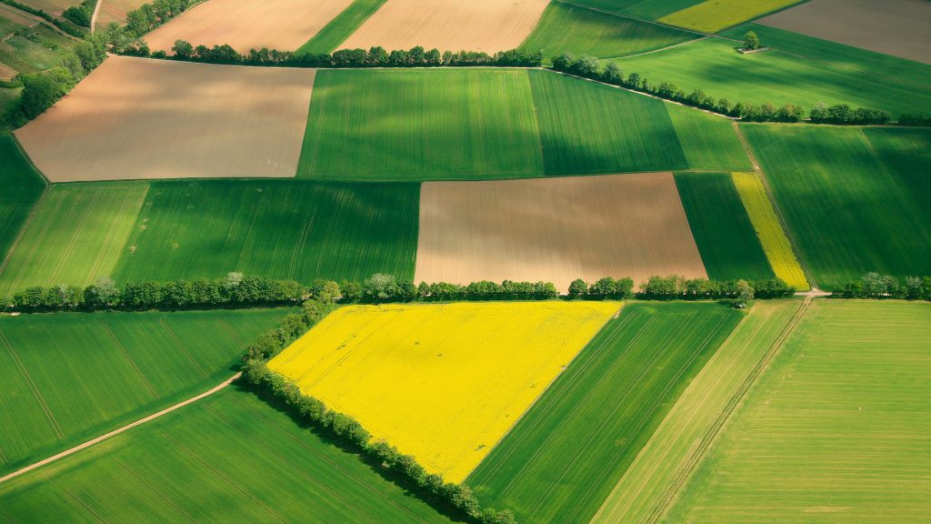 Aerial view of grain and canola fields, Erbes-Buedesheim, Rhineland-Palatinate, Germany
