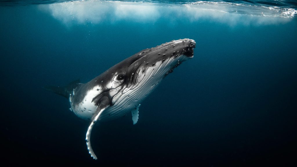 Humpback whale playfully swimming in clear blue ocean, Tonga