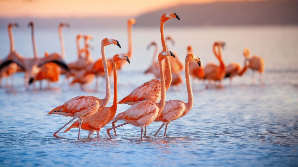 Pink greater flamingoes at sunset in Lake Nakuru, Kenya