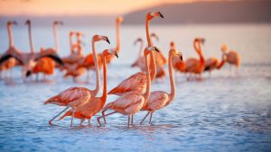 Read more about the article Pink greater flamingoes at sunset in Lake Nakuru, Kenya