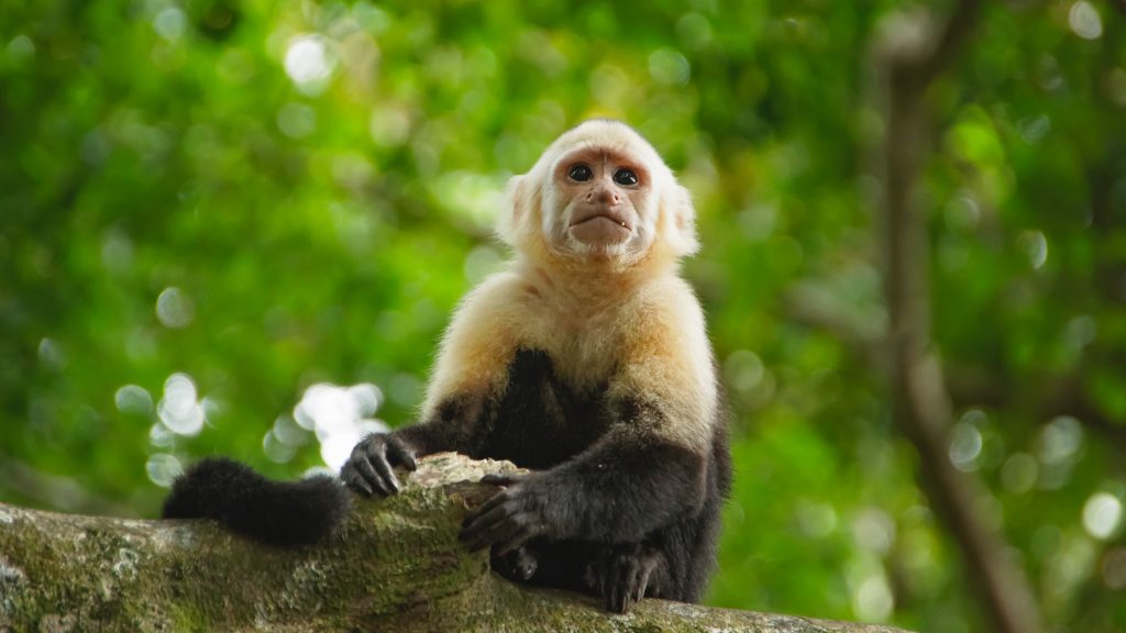 White-faced capuchin monkey on a tree, Costa Rica