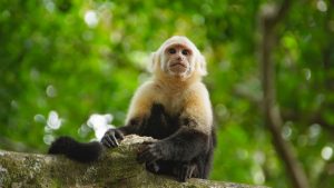 Read more about the article White-faced capuchin monkey on a tree, Costa Rica