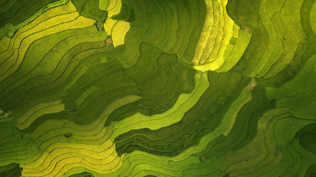 Aerial view of rice fields in Tư Lệ, Văn Chấn, Yên Bái, Vietnam