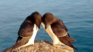 Read more about the article Razorbill pair (Alca torda) at Latrabjarg bird cliffs, Bolungavík, Iceland