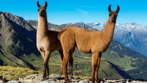 Read more about the article Llamas at the Tourmalet pass, Hautes-Pyrénées, France