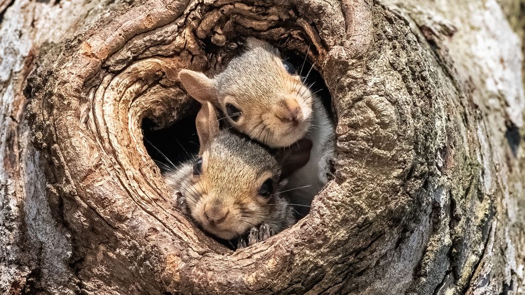 Cute baby grey squirrels looking out from nest in tree, USA