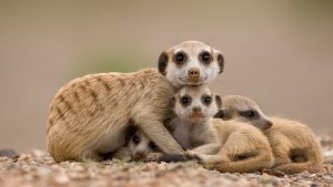 Read more about the article Meerkats family (Suricate suricatta) in Namib Desert, Keetmanshoop, Namibia