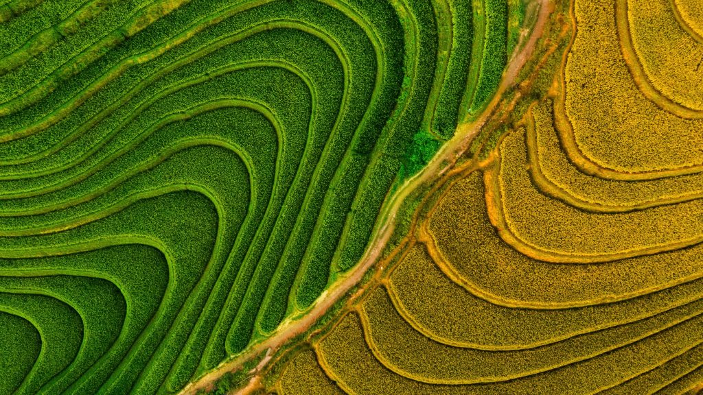 Rice field terraces aerial view, Mù Cang Chải, Vietnam