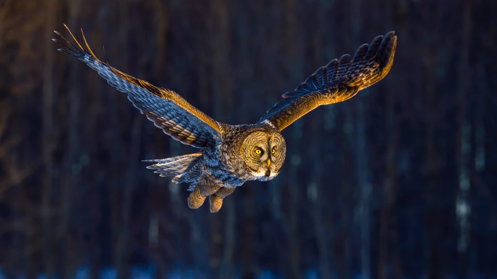 Great grey owl flying in morning light, Canada