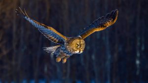 Read more about the article Great grey owl flying in morning light, Canada
