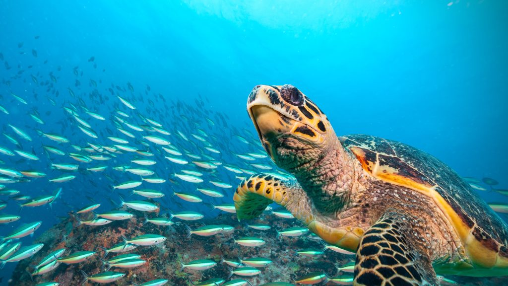 Hawksbill sea turtle in the Indian Ocean, Seychelles