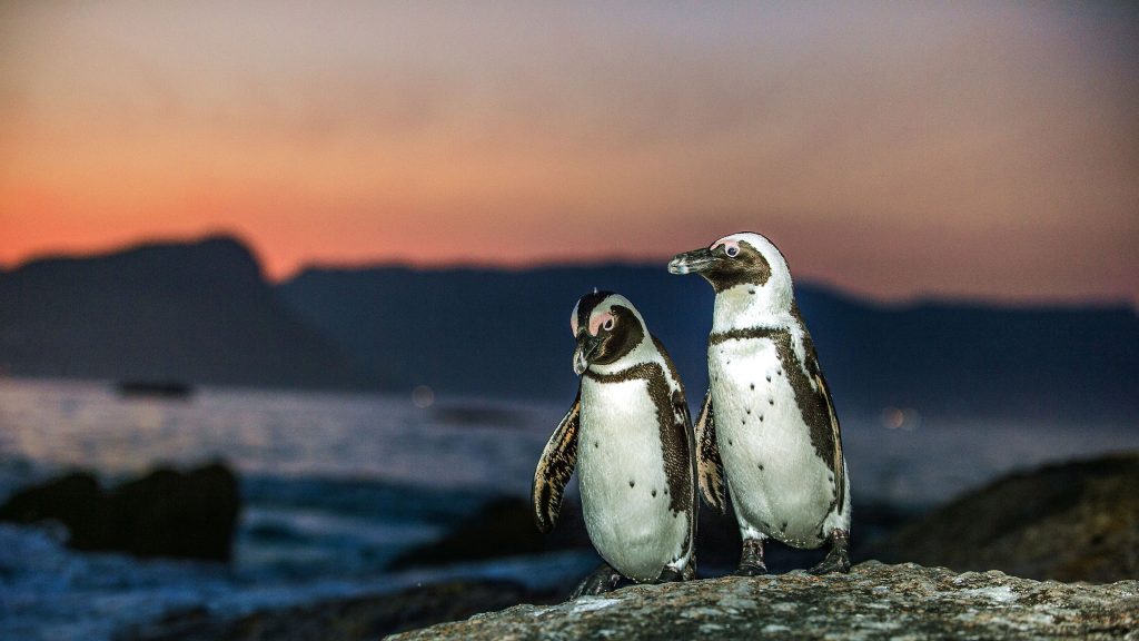 African penguins on rock coast at sunset, Boulders Beach, Cape Town, South Africa