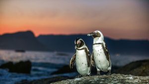 Read more about the article African penguins on rock coast at sunset, Boulders Beach, Cape Town, South Africa