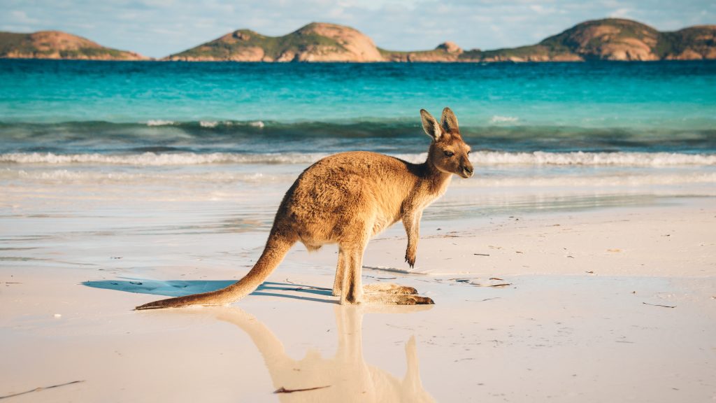 Western grey kangaroo at Lucky Bay in Cape Le Grand National Park, Western Australia