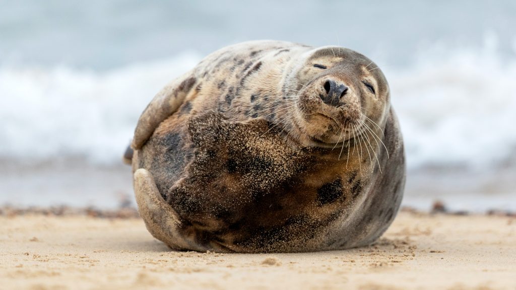 Grey seal on the beach in Norfolk, England, UK