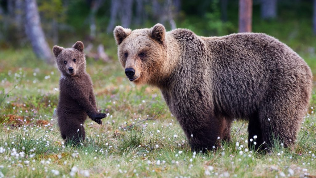 Brown bear and cub in a forest meadow, Finland