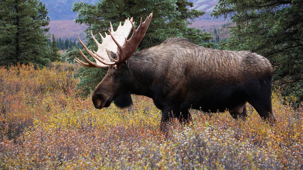 Bull moose in Denali National Park, Alaska, USA