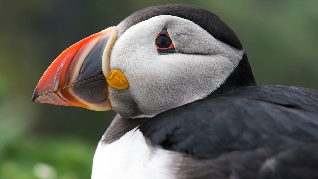 Atlantic puffin on Skomer Island, Pembrokeshire, Wales, UK