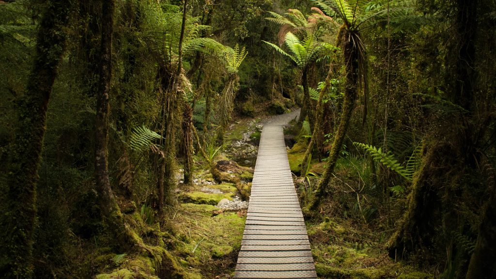 Lake Matheson Walk track, Westland, South Island of New Zealand