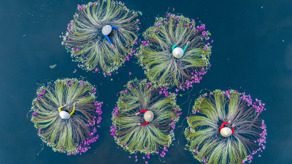Harvesting water lilies in the Mekong Delta, Vietnam