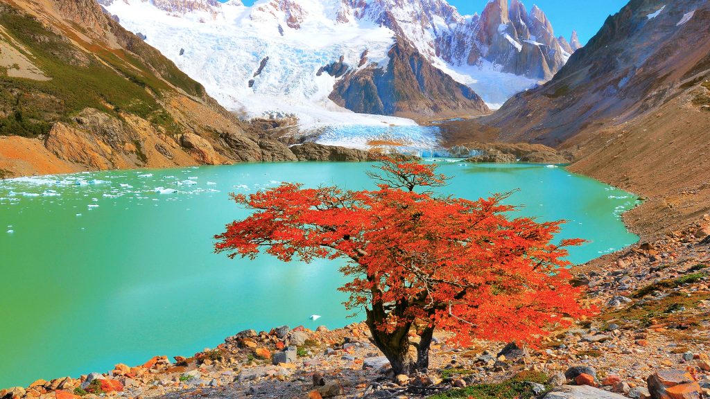 Autumn tree by lake near Cerro Torre mountain, Los Glaciares National Park, Argentina